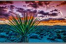 Desert Sunset #2